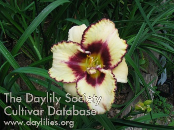 Daylily It's All in the Eyes